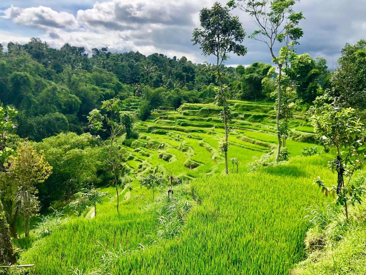 Tetebatu Terrace Homestay Luaran gambar