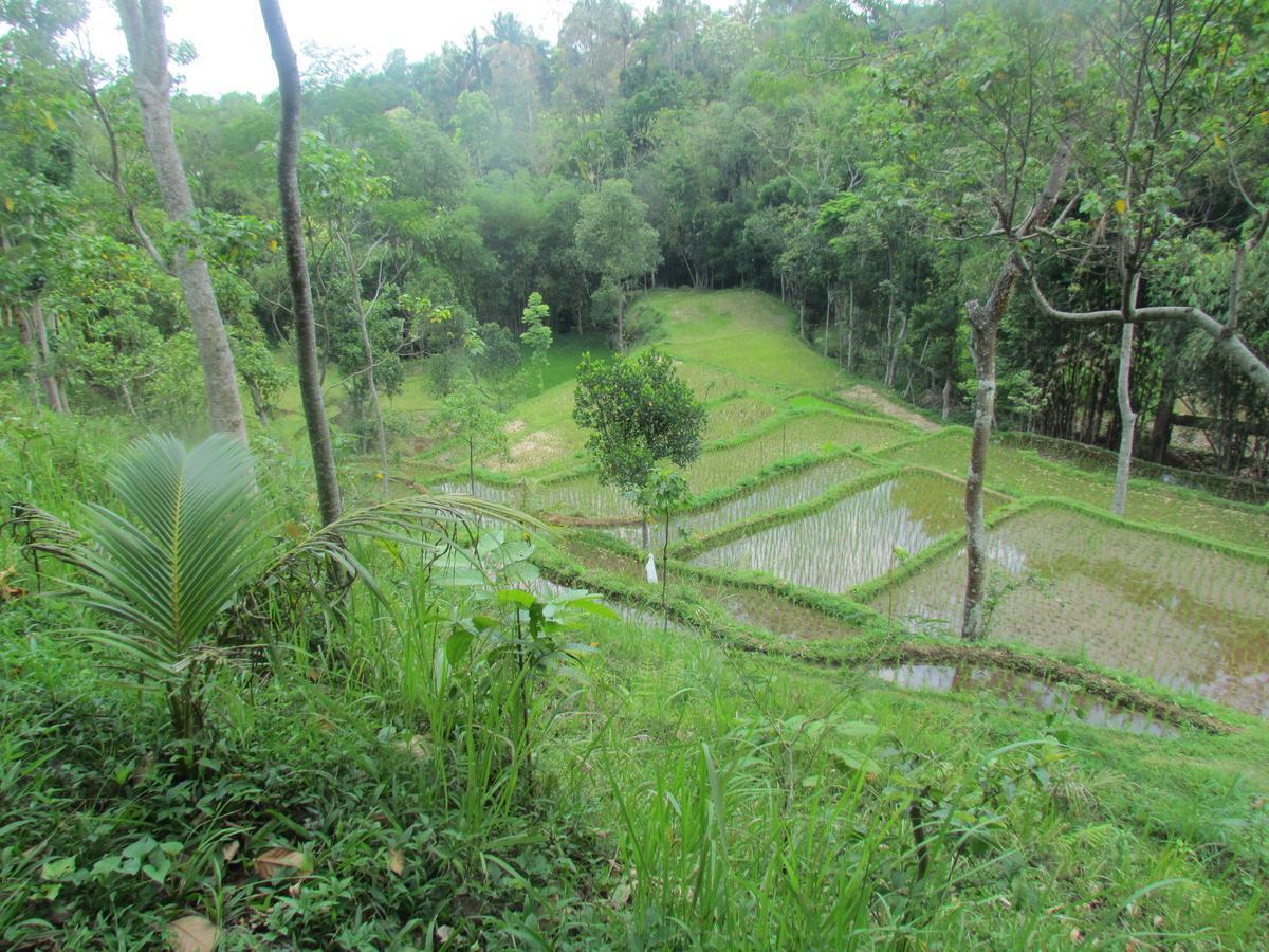 Tetebatu Terrace Homestay Luaran gambar